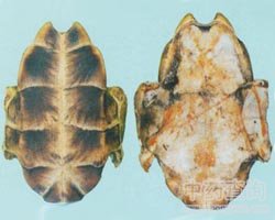 中药龟甲图片