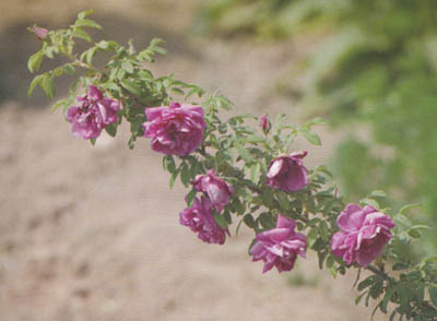 玫瑰花药材源植物