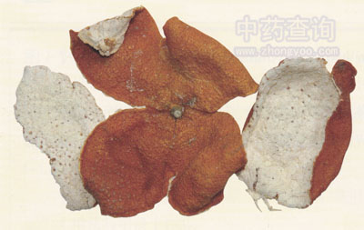 广陈皮药材(当年收集新鲜果实的干燥皮)