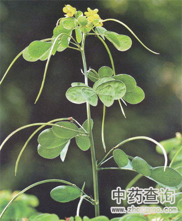 决明子药材源植物