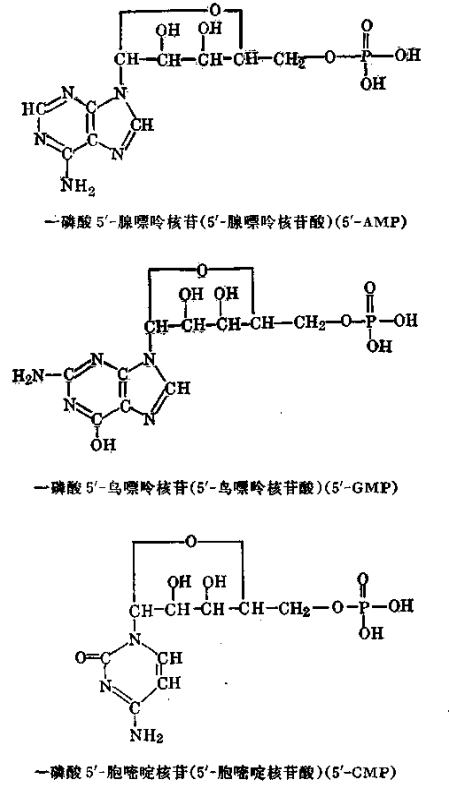 5’-核苷酸钠注射液 第 1 张